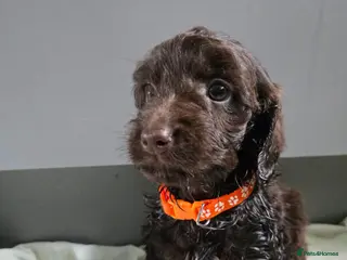 Cockapoo dogs Gorgeous Cockapoo litter - Advert 14