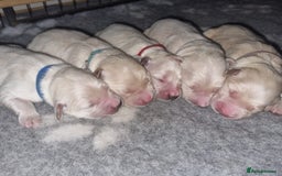 Golden Retriever dogs for stud: KC Golden for Stud - Image 8