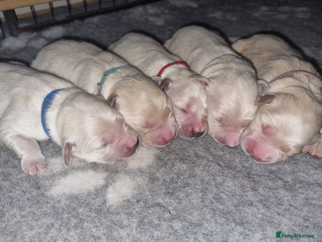 Golden Retriever dogs for stud: KC Golden for Stud - Image 8