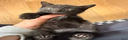 Mixed Breed cats for sale: Mane coon cross kittens  - Advert 6
