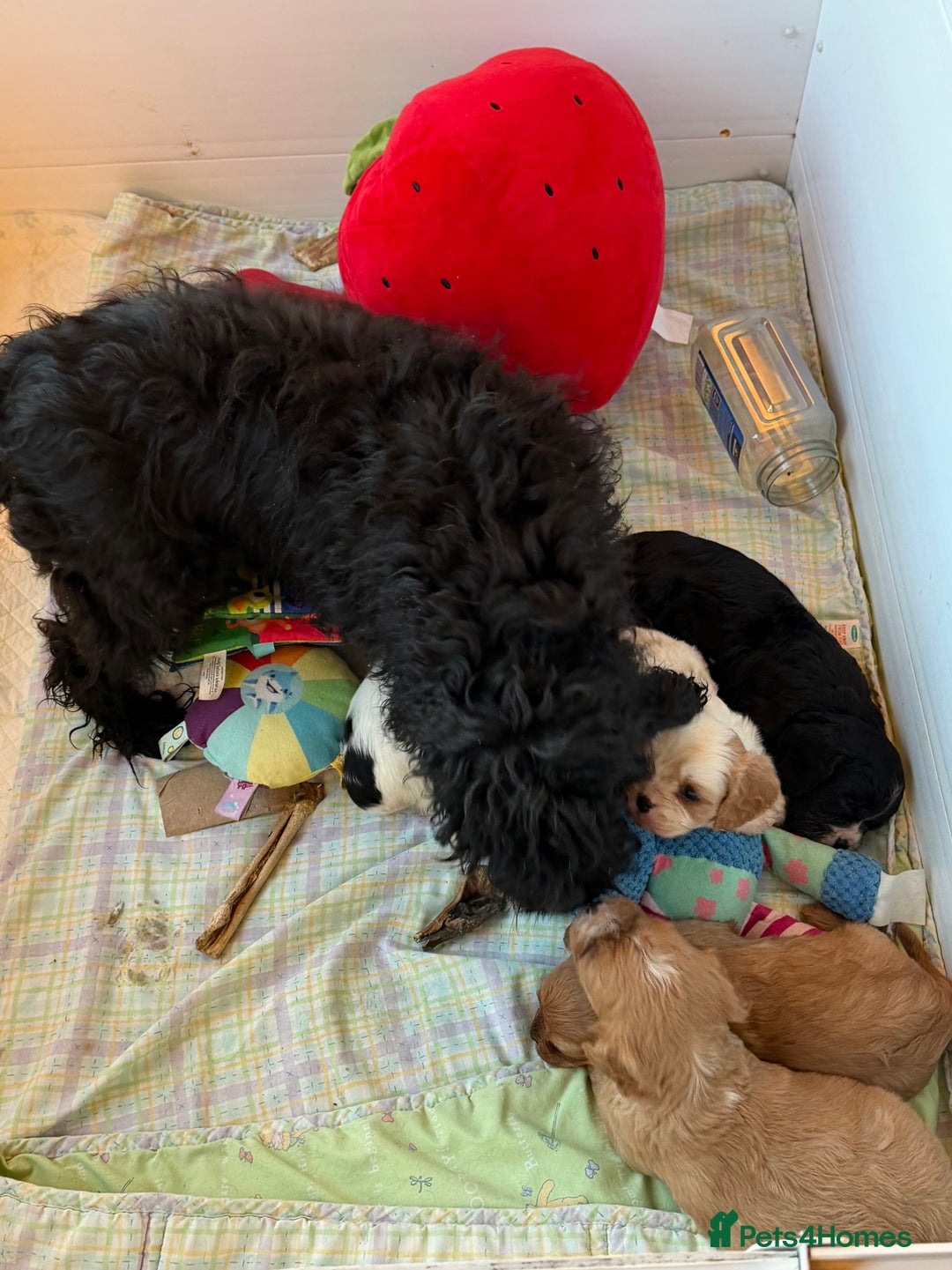 Cavapoo dogs for sale: Stunning cavapoo puppies ready 9th January  - Advert 5