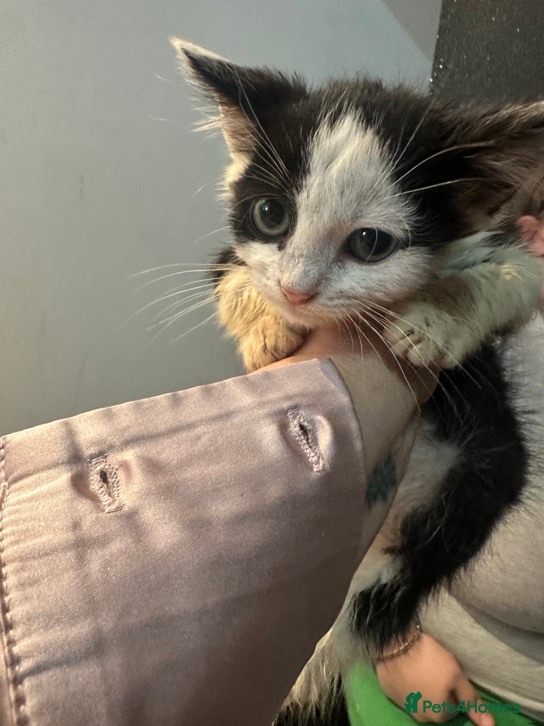 Domestic Shorthair cats for sale: 2 kittens remaining - Image 2