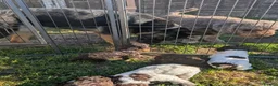 Spanish Water Dog dogs for sale: Spanish water dog  - Advert 11