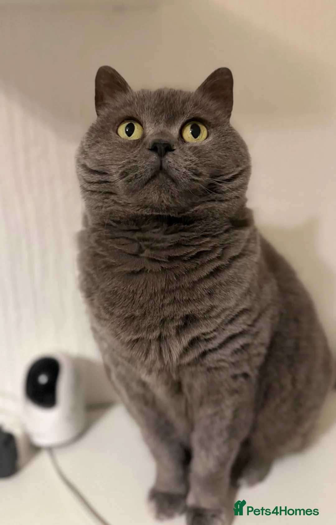 British Shorthair cats for sale: British shorthair cross - Advert 1