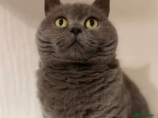 British Shorthair cats British shorthair cross - Advert 1