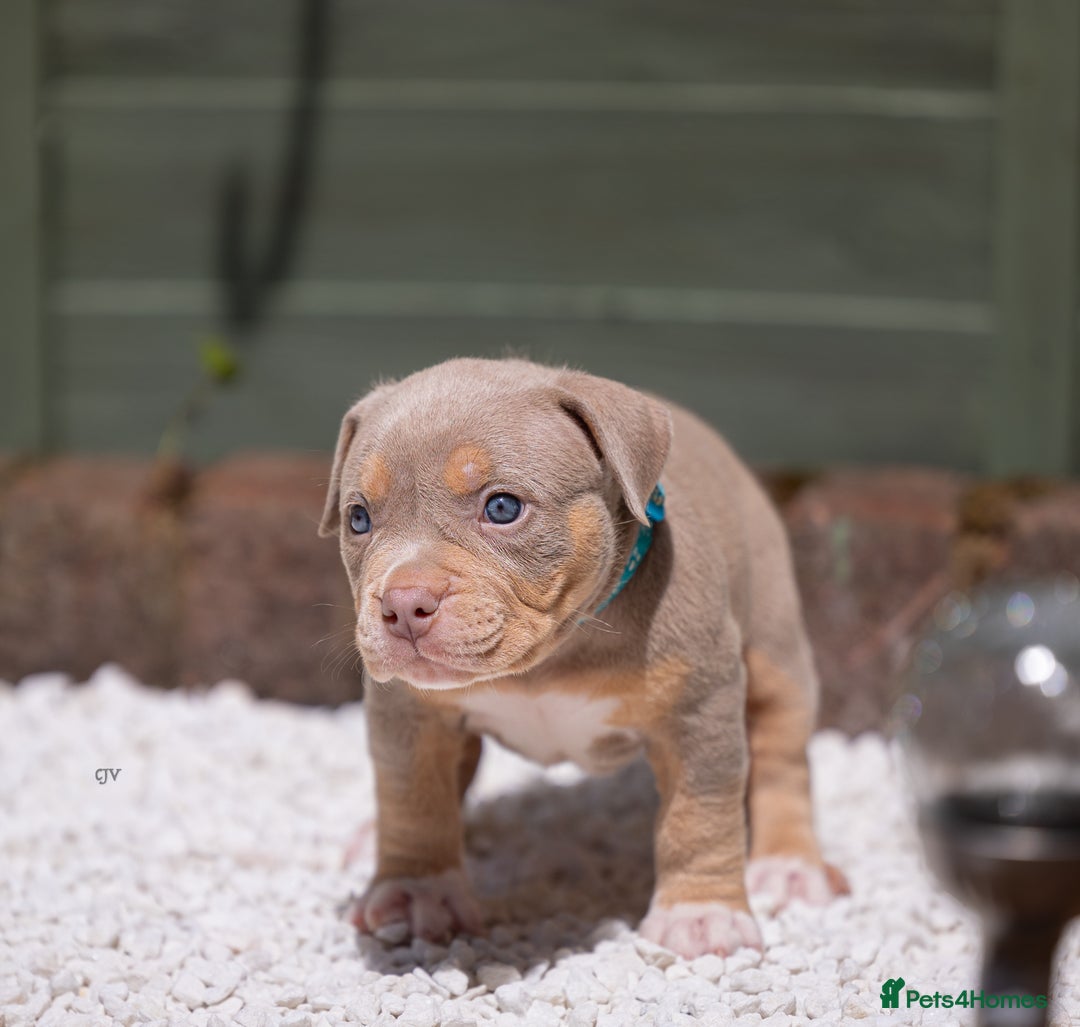 American Bully dogs for sale: American Bully Pocket  - Image 11