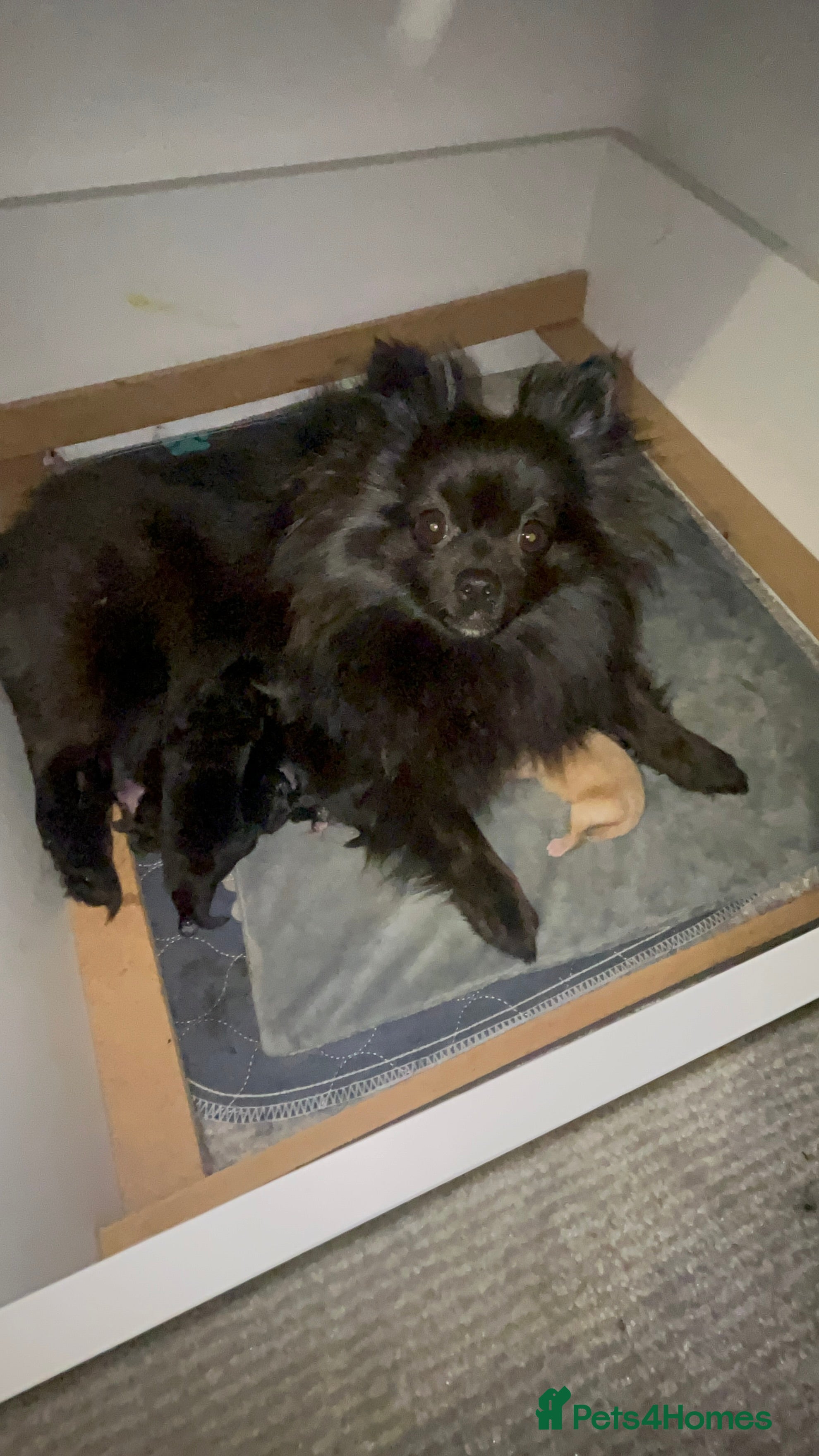 Pomeranian dogs Beautiful full Pomeranian  - Advert 5