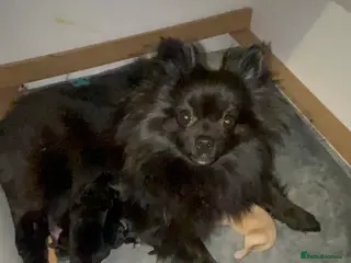 Pomeranian dogs Beautiful full Pomeranian - Advert 5