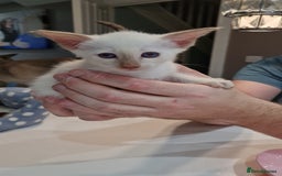 Siamese cats for sale: Siamese kittens 2 Chocolatepoint, 2 boys Bluepoint - Image 6