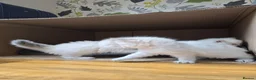 Siberian cats for sale: 4 Siberian Neva Masquerade kittens for seal - Advert 5
