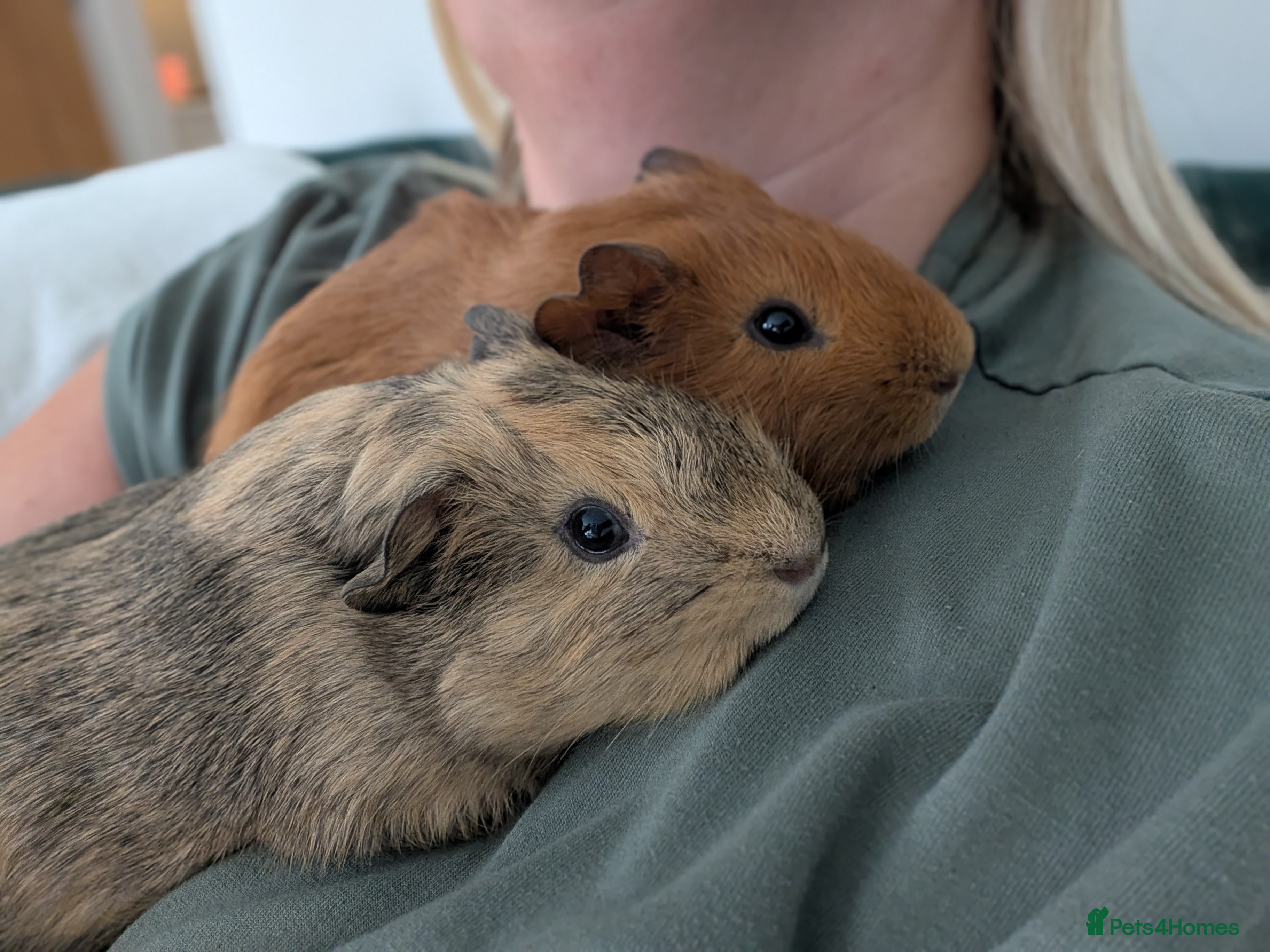 Guinea Pig rodents 2 bonded male guinea pigs  - Advert 1