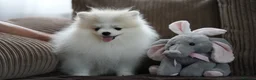 Pomeranian dogs for sale: Sweet little pups  - Advert 11