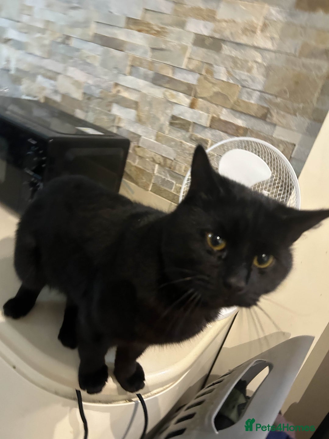 British Shorthair cats for sale: BLACK BRITISH SHORT HAIR CAT (comes with cat food) - Image 1