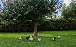 Chickens poultry for sale: Pekin bantams for sale  - Image 10