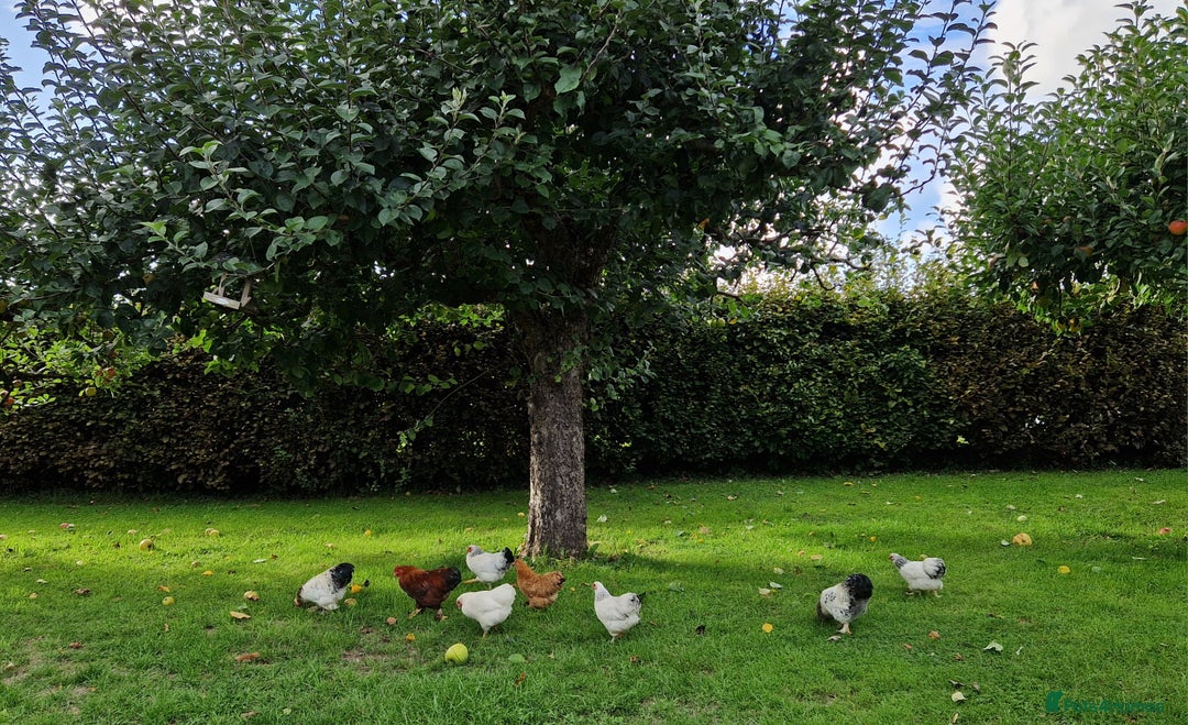 Chickens poultry for sale: Pekin bantams for sale  - Image 10