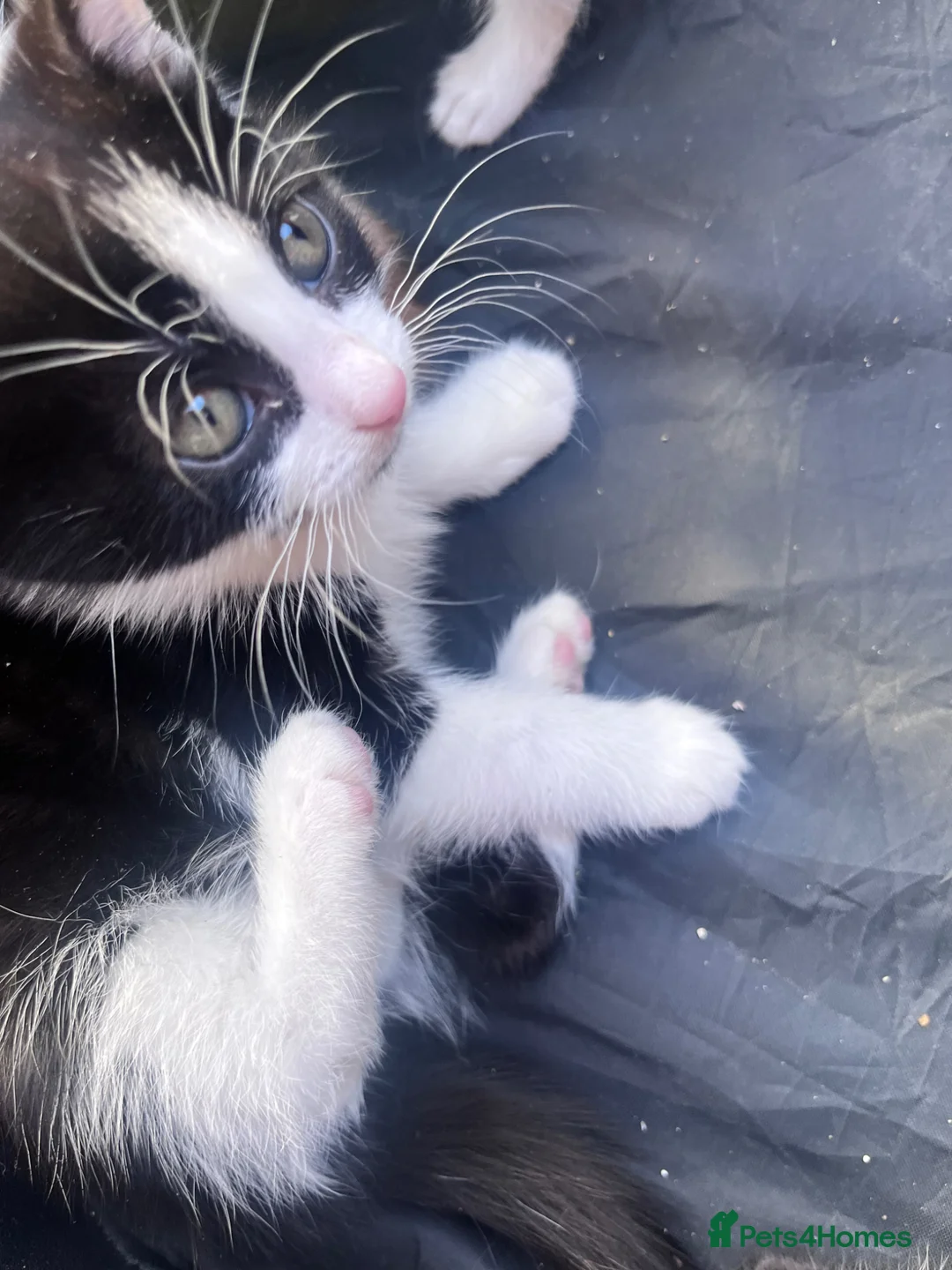 Mixed Breed cats for sale: Stunning 8 week old Tuxedo Male Kittens Available  - Advert 2