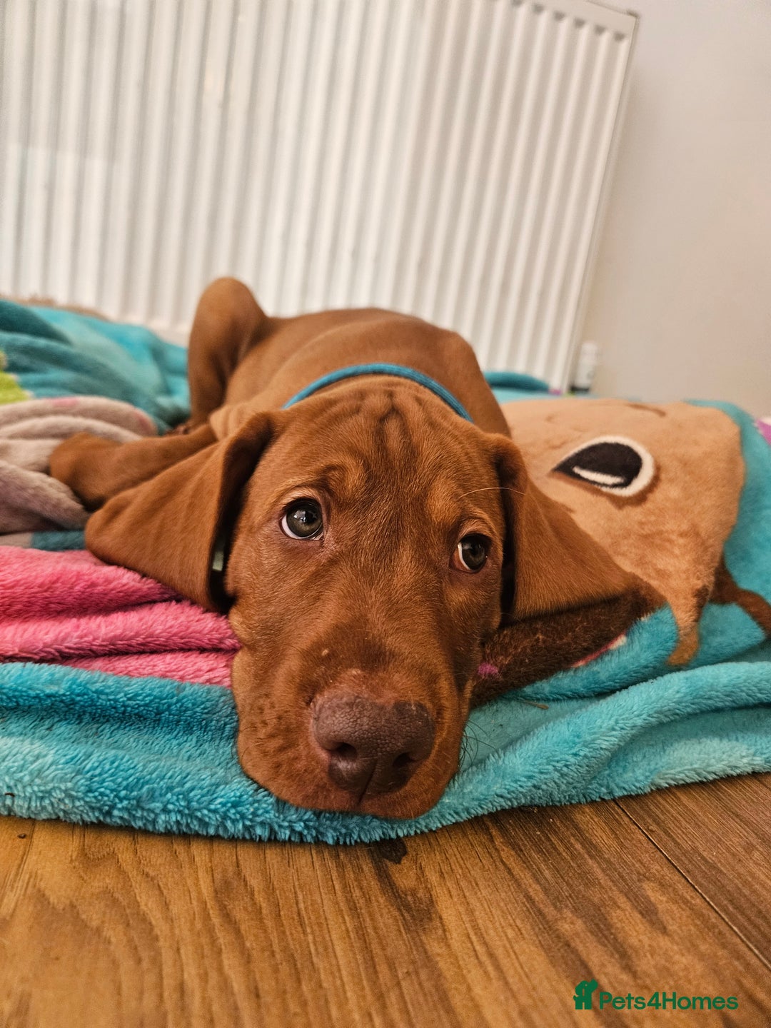 Hungarian Vizsla dogs for sale: 2 viz boys looking for loving homes - Image 28