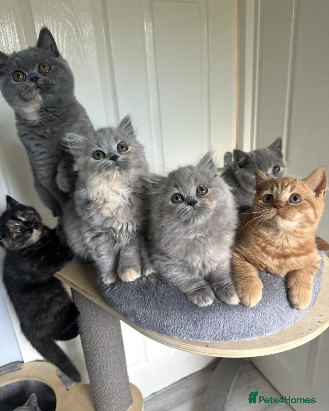 British Shorthair cats for sale: GCCF registered British longhairs and Shorthairs - Image 8