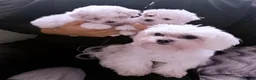 Maltipoo dogs for sale: Maltipoo Puppies  - Advert 3