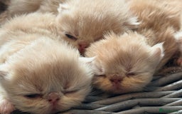 Exotic cats for sale: Superb GCCF Exotic kittens Health Tested parents - Image 19