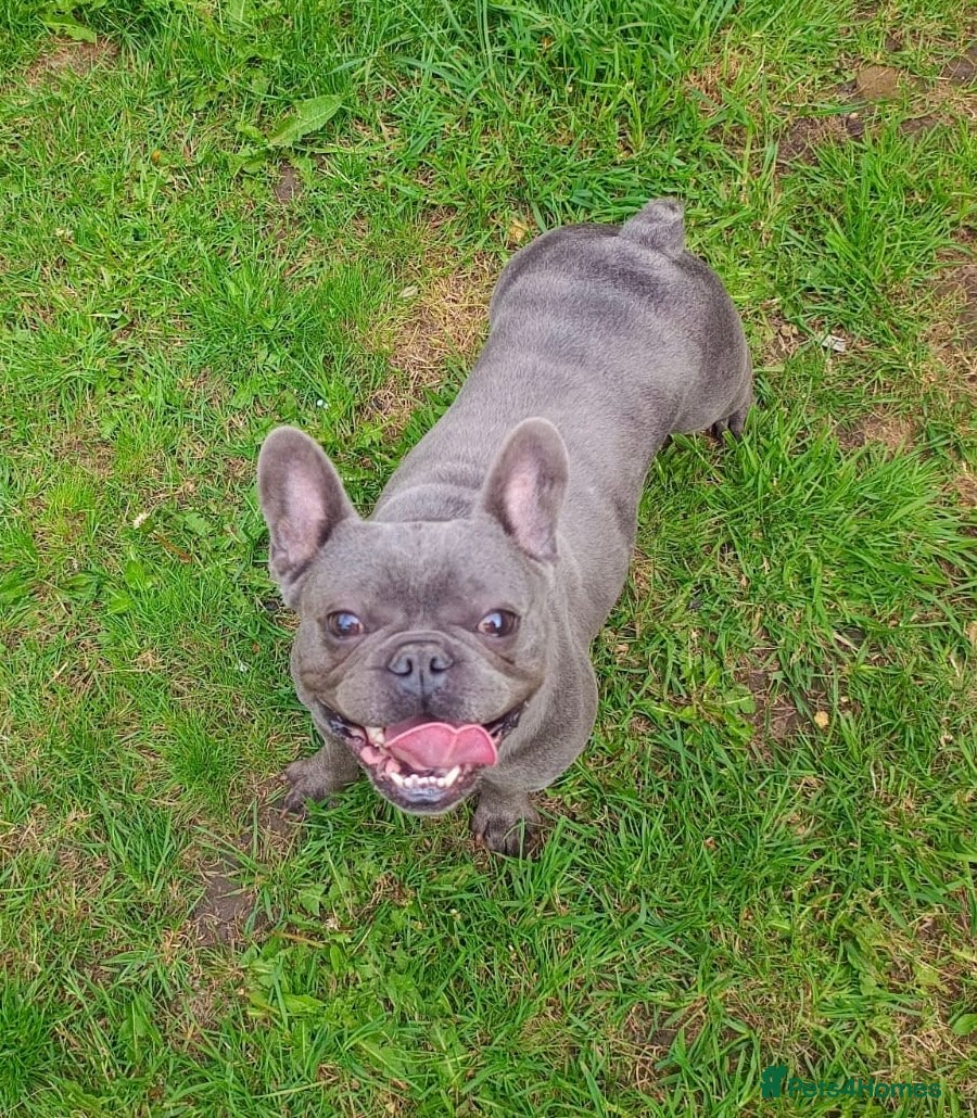 French Bulldog dogs KC reg 4 panel tested adult female french bulldog  - Advert 13