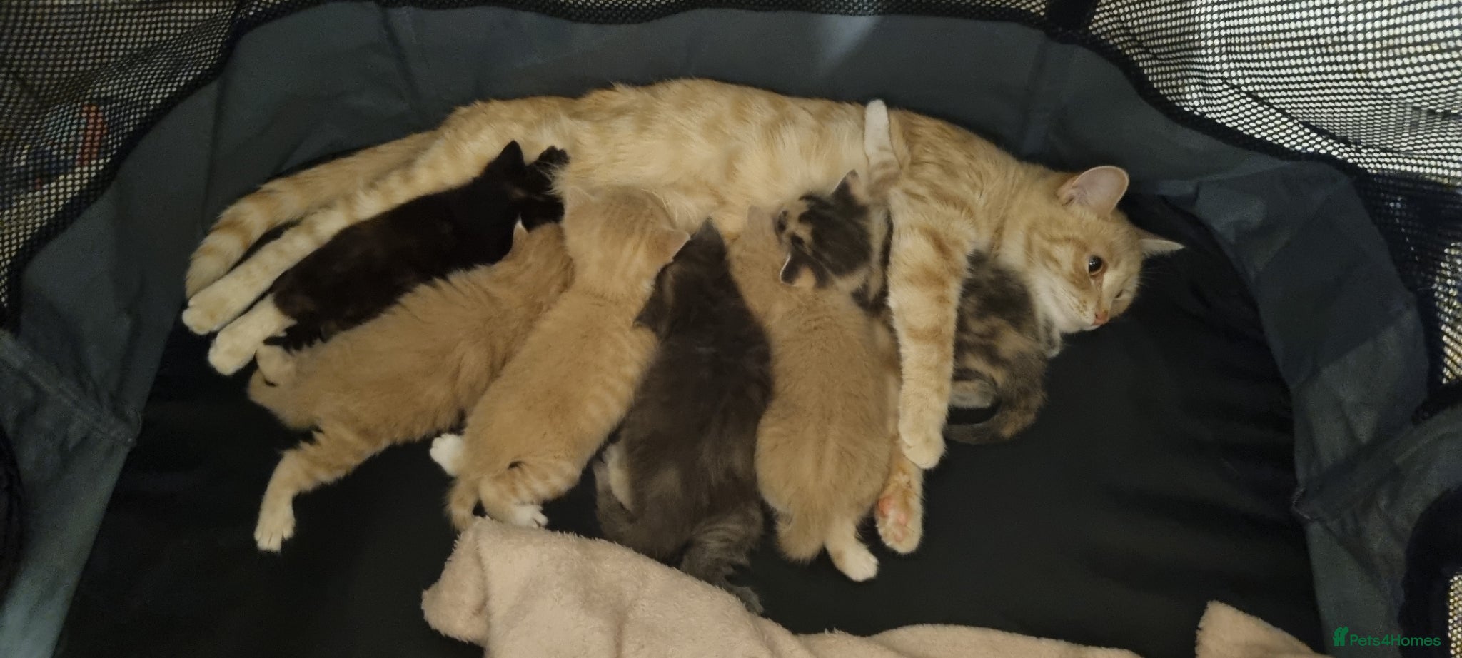 Mixed Breed cats 3 Beige Males for Sale - Advert 15