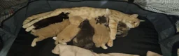 Mixed Breed cats for sale: 3 Beige Males for Sale in Ross-on-Wye - Advert 1