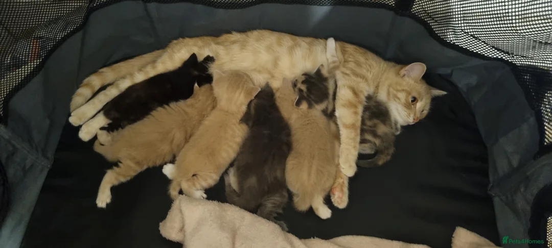 Mixed Breed cats for sale: 3 Beige Males for Sale in Ross-on-Wye - Advert 1