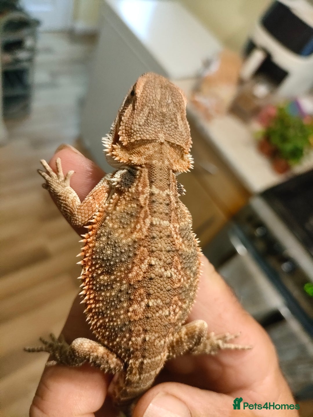 Bearded Dragon reptiles for sale: Baby bearded dragons for sale - Image 8