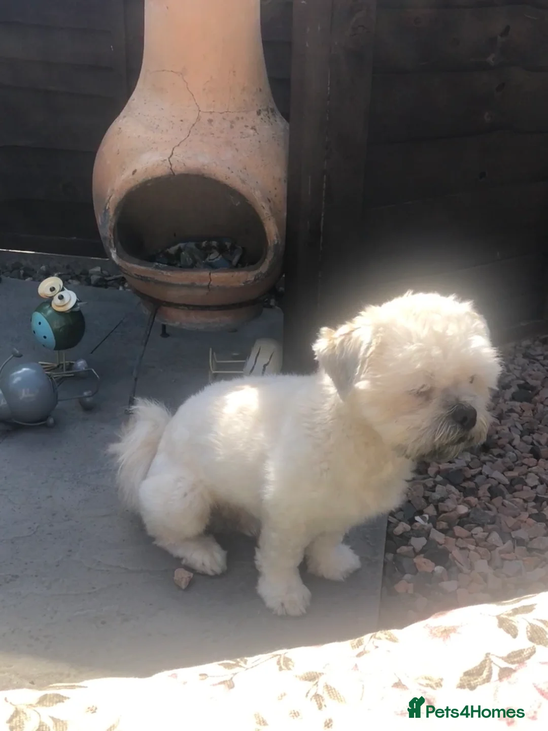 Lhasa Apso dogs for stud: Milo  in Alloa - Advert 4