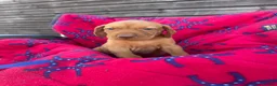Hungarian Vizsla dogs for sale: Outstanding Kc registered Hungarian vizsla - Advert 2