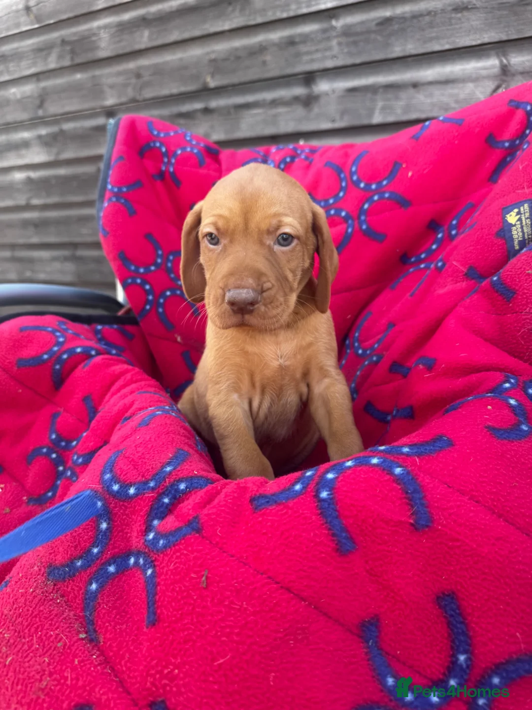 Hungarian Vizsla dogs for sale: Outstanding Kc registered Hungarian vizsla - Advert 2
