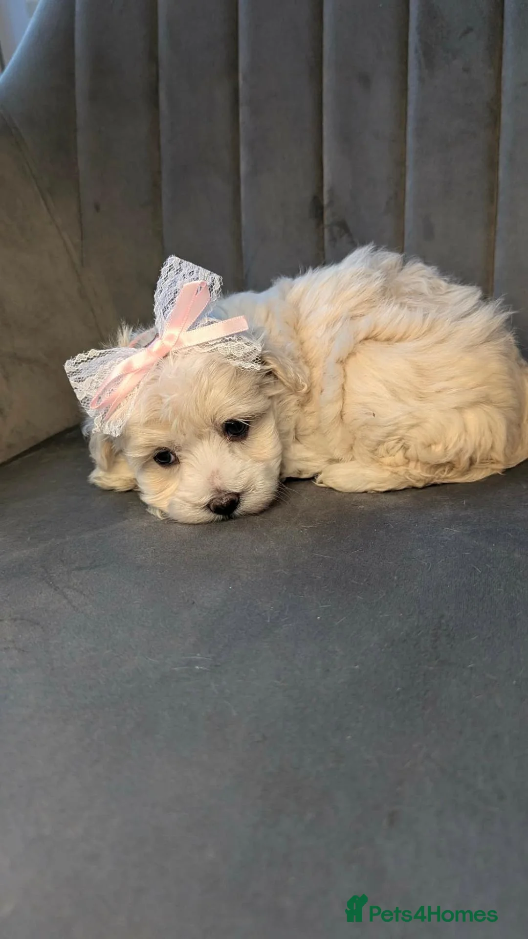 Maltipoo dogs for sale: Judy M - Advert 2
