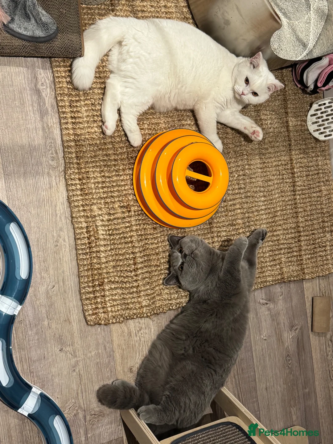British Shorthair cats for sale: Pedigree BSH pair for loving home - Advert 5