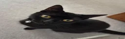 Mixed Breed cats for sale: 2 female cats - Advert 3