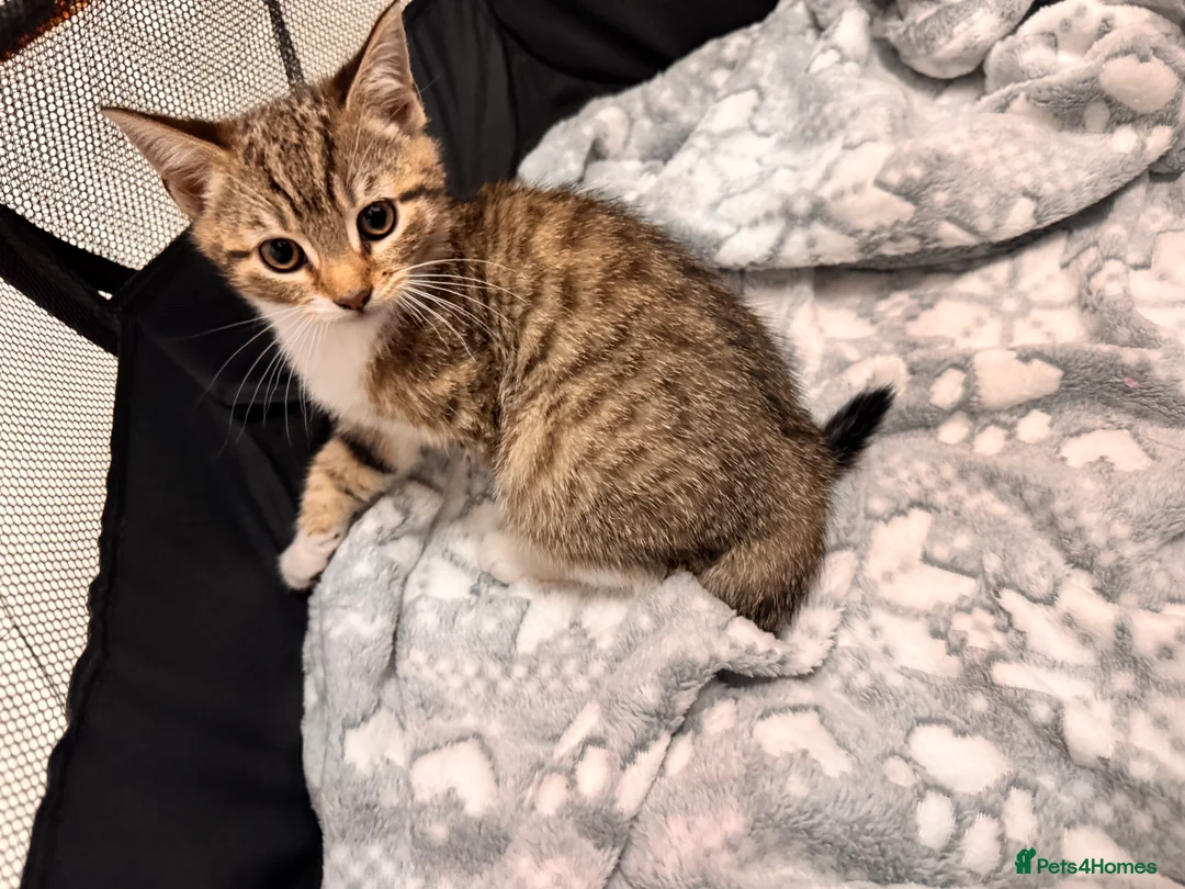 Mixed Breed cats for sale: Tabby kittens available  - Advert 8