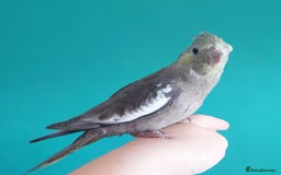 Cockatiels birds for sale: Hand reared semi tame DNA sexed baby cockatiel  in Worthing - Image 5