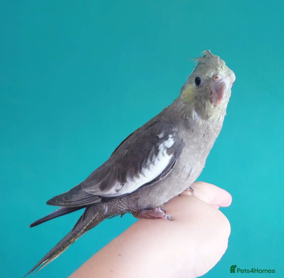 Cockatiels birds for sale: Hand reared semi tame DNA sexed baby cockatiel  in Worthing - Image 5