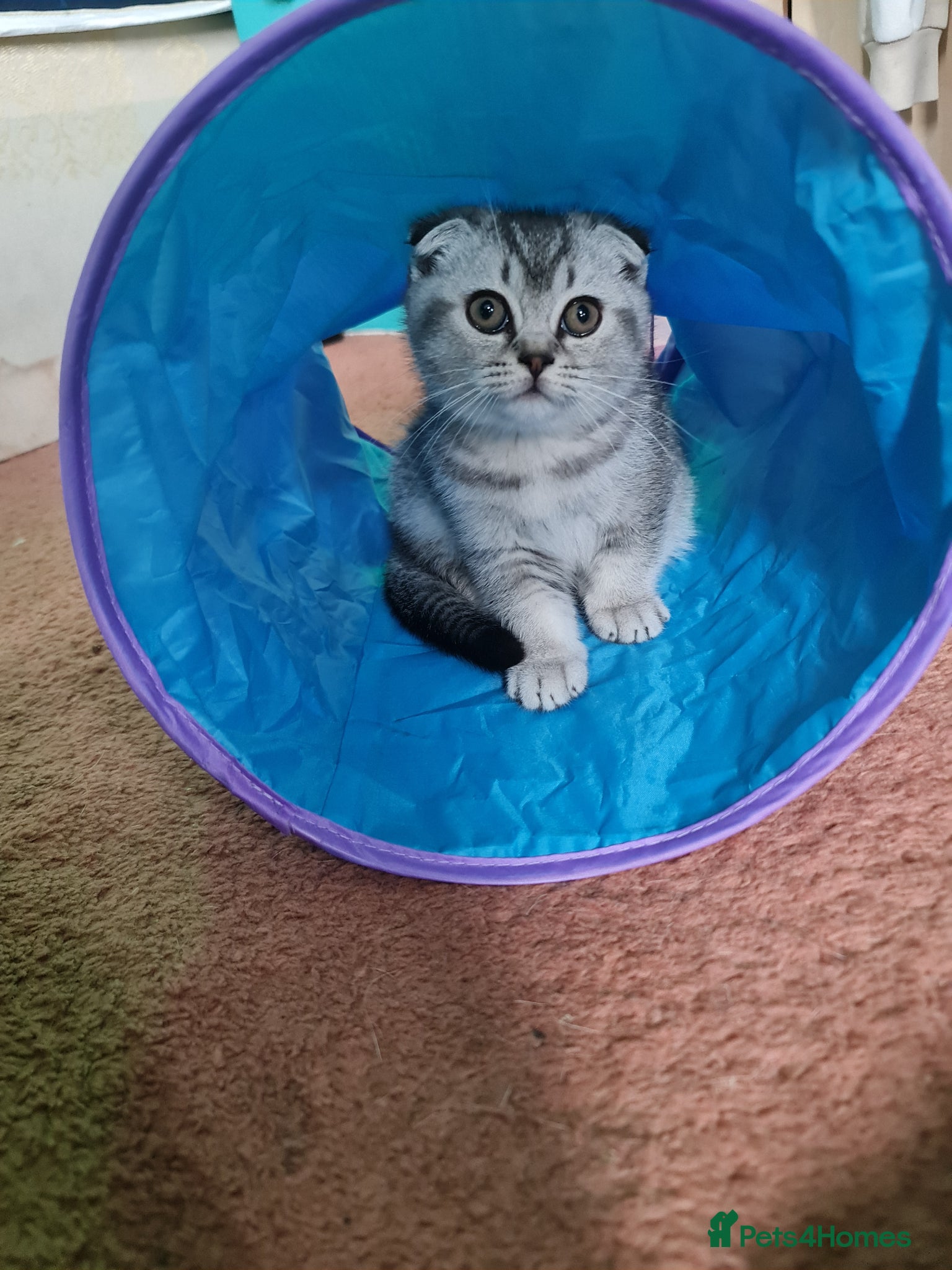 Scottish Fold cats Last 2 kittens british and scottish fold  - Advert 12