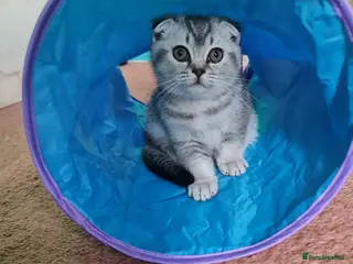 Scottish Fold cats Last 2 kittens british and scottish fold - Advert 12