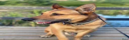 Belgian Shepherd Dog dogs for stud: 🐾 Kairo – Available for Stud 🐾 - Advert 3