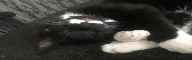 Tuxedo Female - STOLEN FROM TS26 9EA