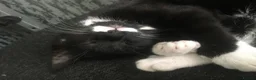 American Shorthair cats for sale: Beyond STUNNING Litter bred by Pure Love & 6* mum - Advert 10