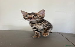 Bengal cats for sale: Pure bred bengal kittens - Image 9
