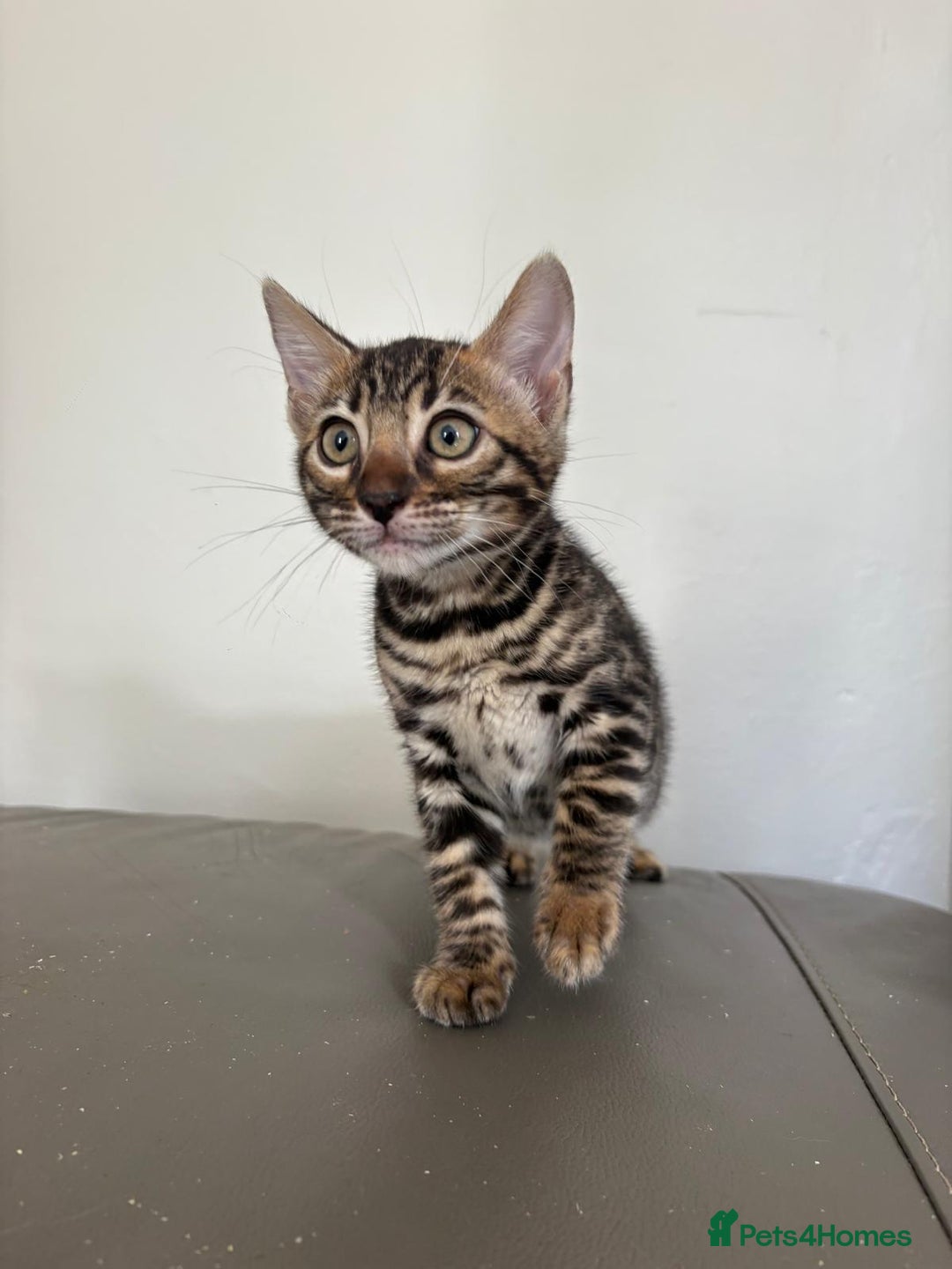 Bengal cats for sale: Pure bred bengal kittens - Image 9
