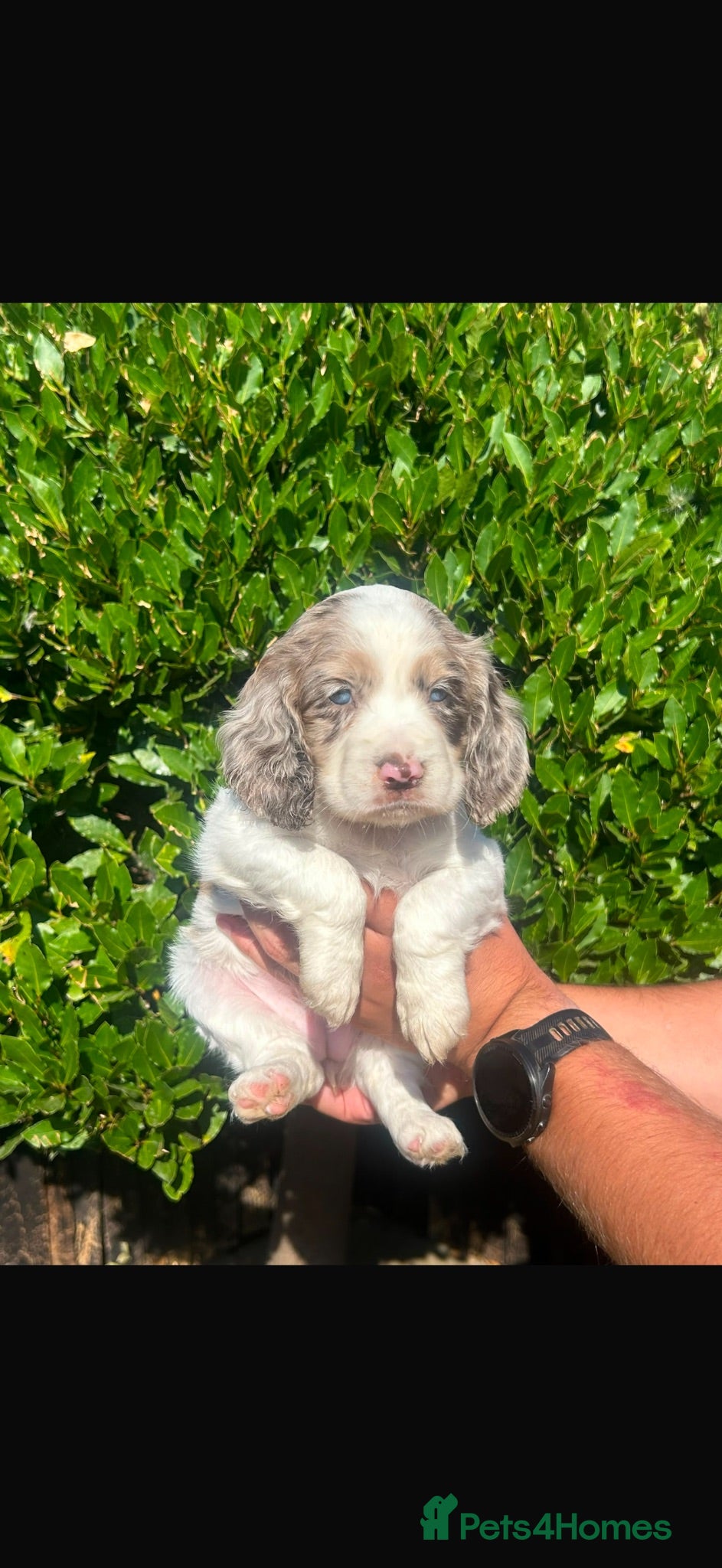 Cocker Spaniel dogs Cocker spaniel puppies - Advert 6
