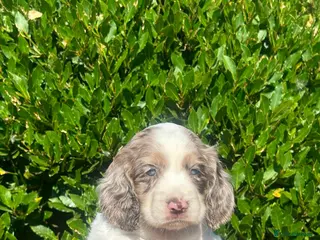 Cocker Spaniel dogs Cocker spaniel puppies - Advert 2