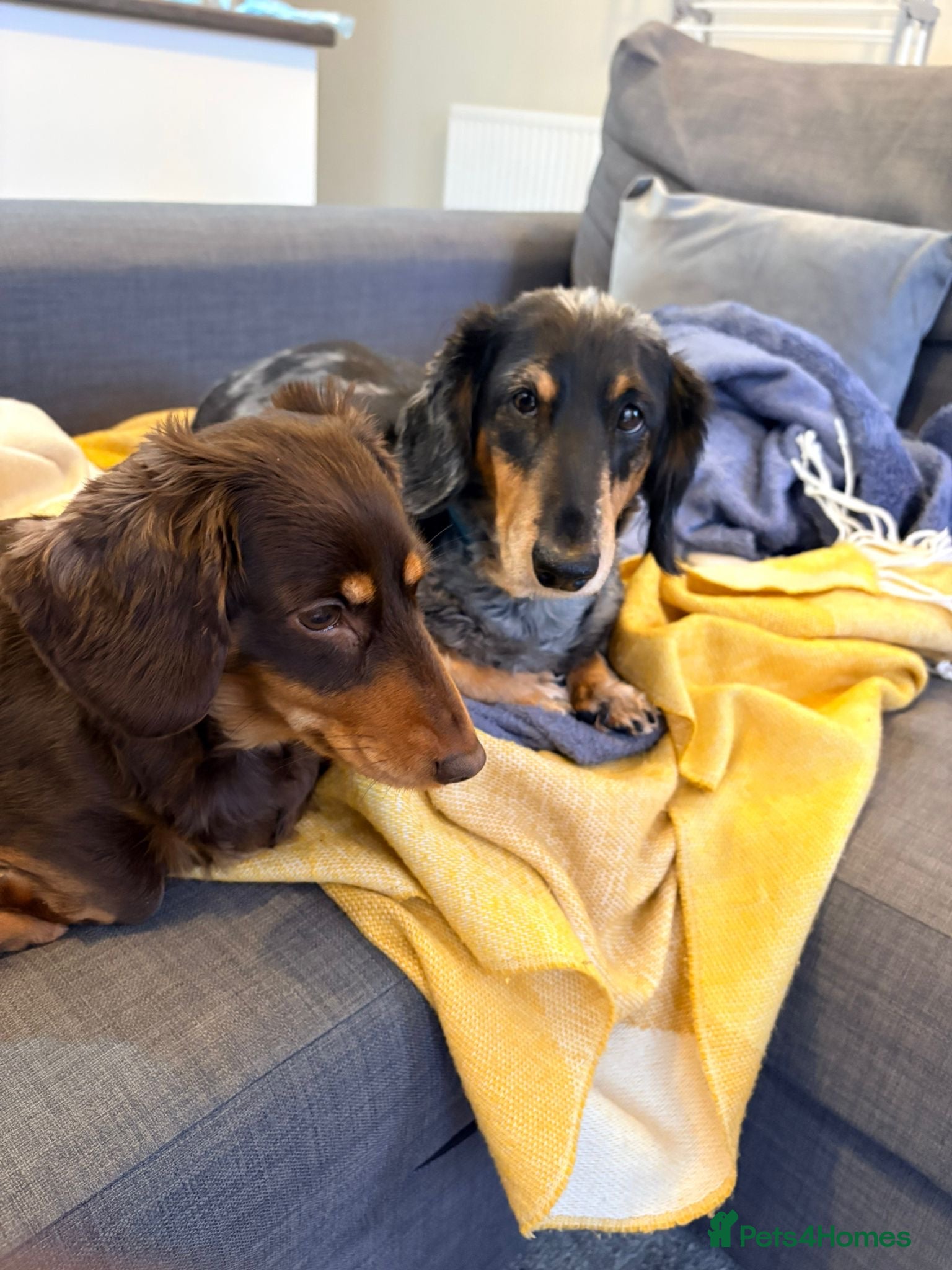 Miniature Dachshund dogs Two Miniture Dachshund  - Advert 2