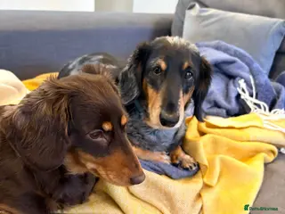 Miniature Dachshund dogs Two Miniture Dachshund - Advert 2