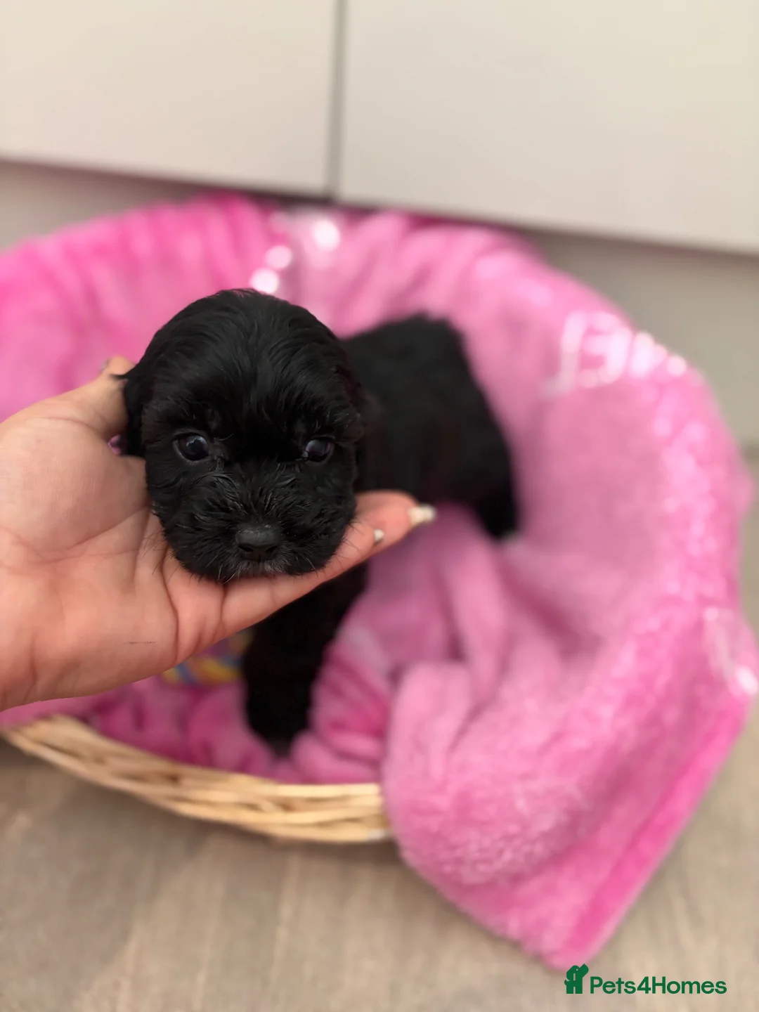 Mixed Breed dogs for sale: 5 beautiful cockerpoo  puppies. - Advert 11